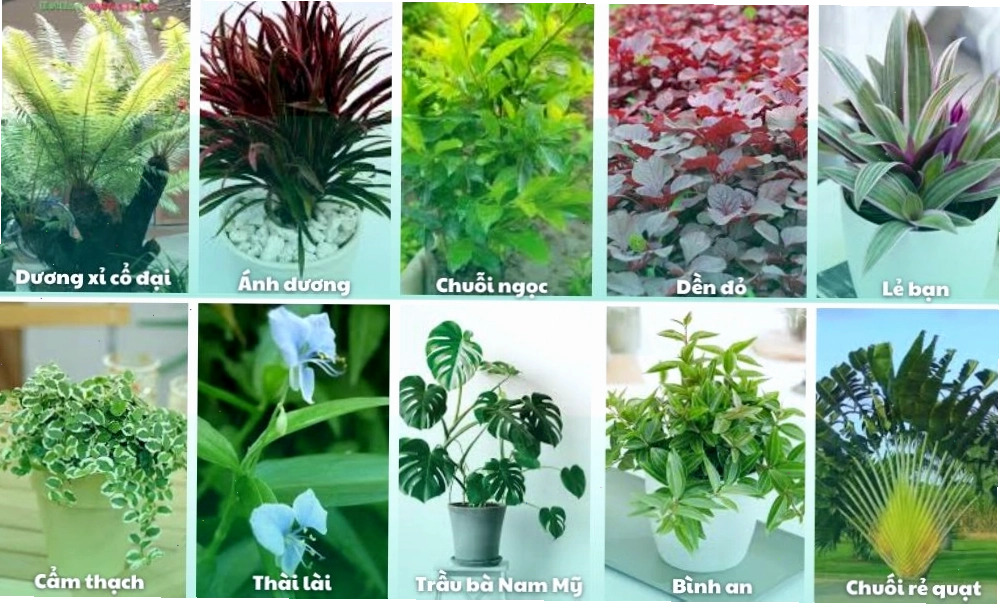 Tìm hiểu các loại cây trồng sân vườn