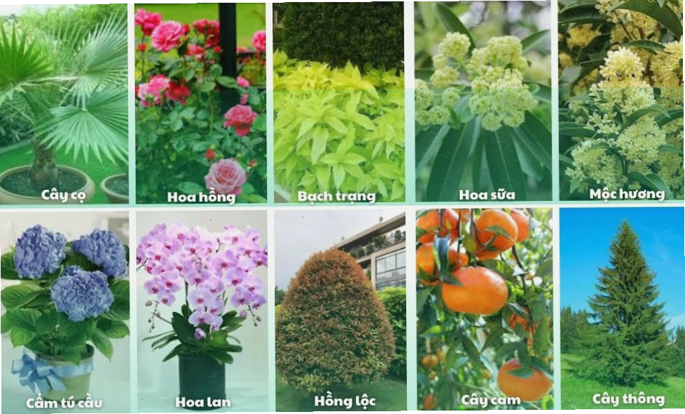 Trồng cây sân vườn theo xu hướng mới