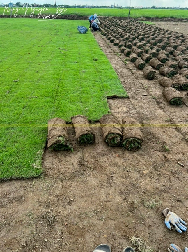 Trồng cỏ nhung nhật bằng thảm cỏ