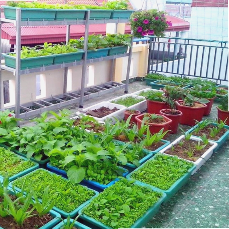 Tưới nước cho vườn rau vào buổi sáng