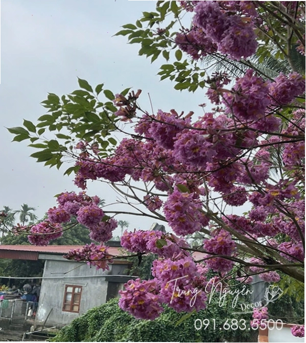 Vẻ đẹp tự nhiên của cỏ nhật