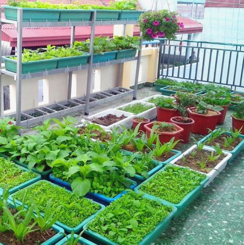 Vườn rau ban công gọn gàng
