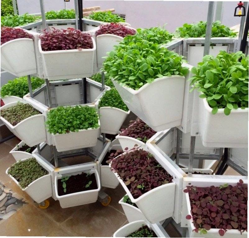 Vườn rau đẹp với các loại cây gia vị thơm ngon