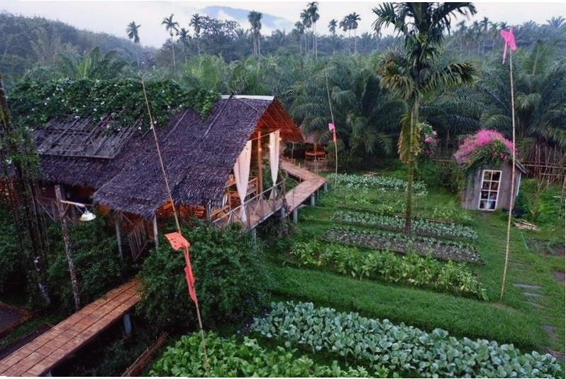 Vườn rau hữu cơ trên sân thượng