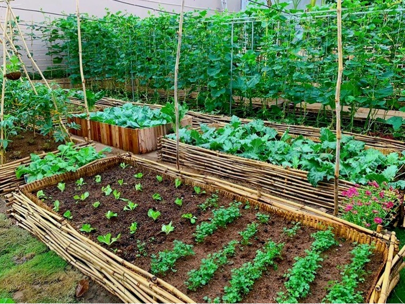 Vườn rau thẳng đứng độc đáo và tiết kiệm không gian