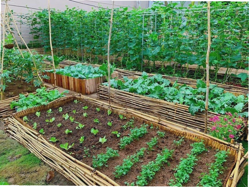 Vườn rau thẳng đứng trên tường