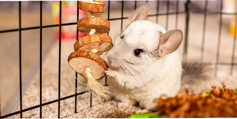 chinchilla playing with wood disk dangler