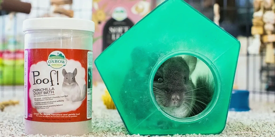 Chinchilla using Oxbow Poof! Chinchilla Dust