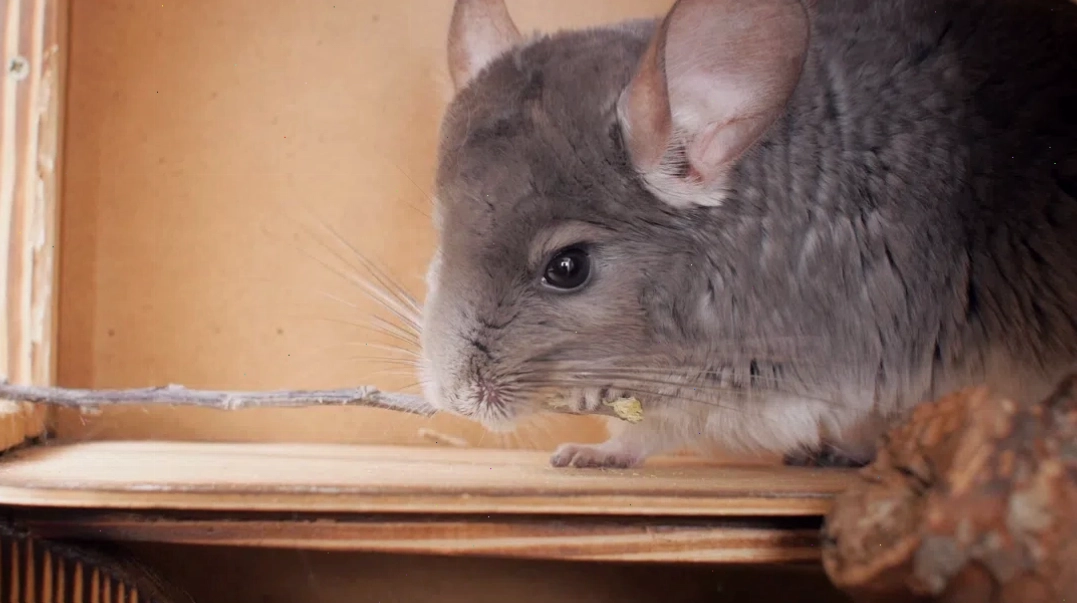 Chinchilla Wood