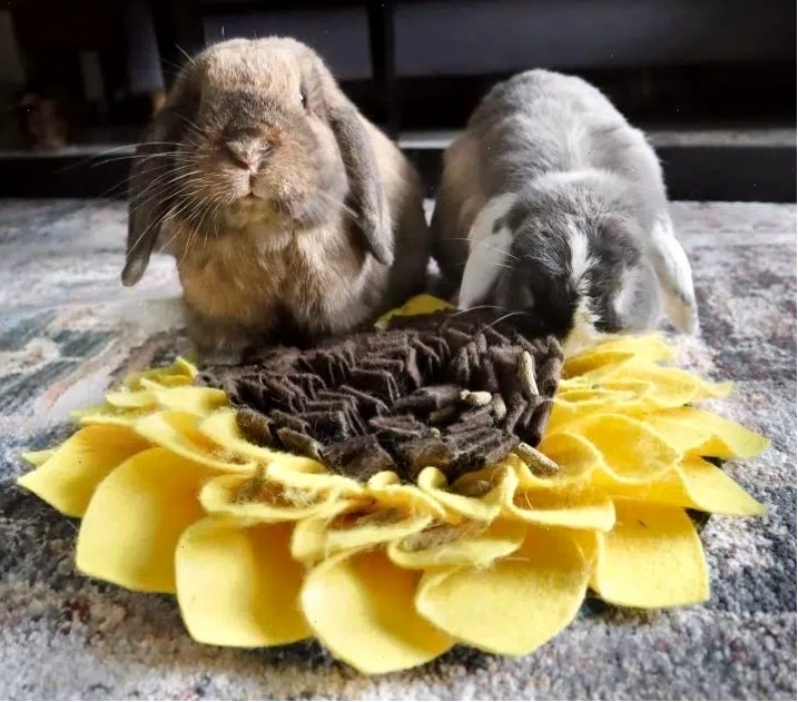 enrichment activities for pet chinchillas