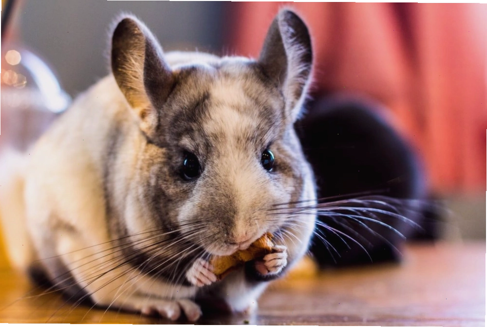 How to provide chinchilla enrichment: example of a stimulating cage environment with multiple activities.