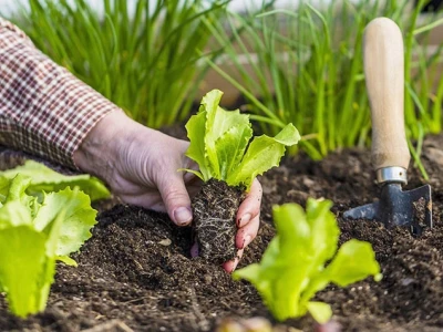 Bí quyết làm đất trồng rau tại vườn nhà chuẩn chuyên gia