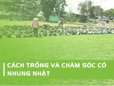 Bí quyết trồng cỏ nhật sân vườn xanh mướt quanh năm