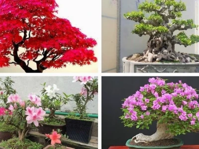 Khám phá vườn cây cảnh đẹp nhất Việt Nam và những bí mật phong thủy