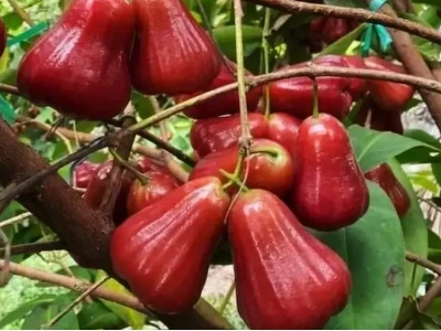 Những Loại Cây Ăn Quả Nên Trồng Trong Vườn Nhà