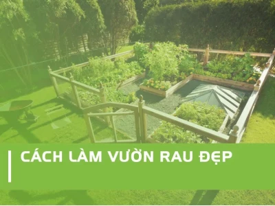 Vườn rau sạch tại nhà: Hướng dẫn chi tiết từ A-Z cho người mới bắt đầu