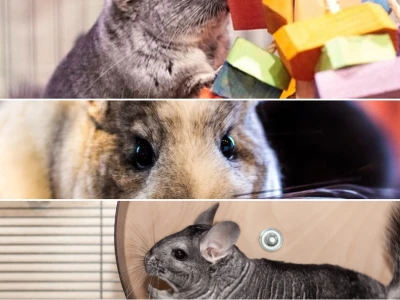 Comprehensive guide to enrichment activities for pet chinchillas in 2026